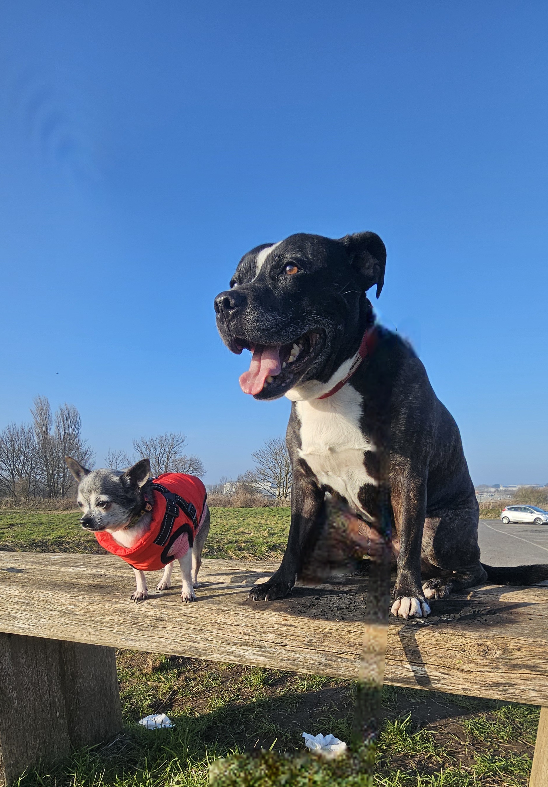 Dog Walking Adventure